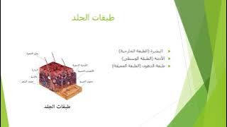 Read more about the article الجلد