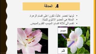 Read more about the article اجزاء الزهرة
