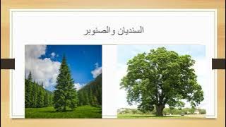 Read more about the article تنوع النباتات في الطبيعة