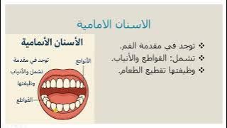 Read more about the article موقع الاسنان