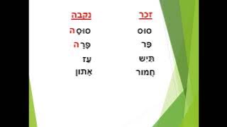 Read more about the article שיעור זכר נקבה