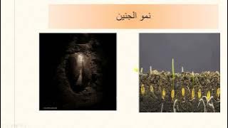 Read more about the article البذرة