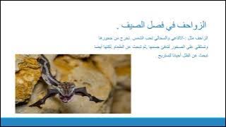 Read more about the article الحيوانات في فصل الصيف